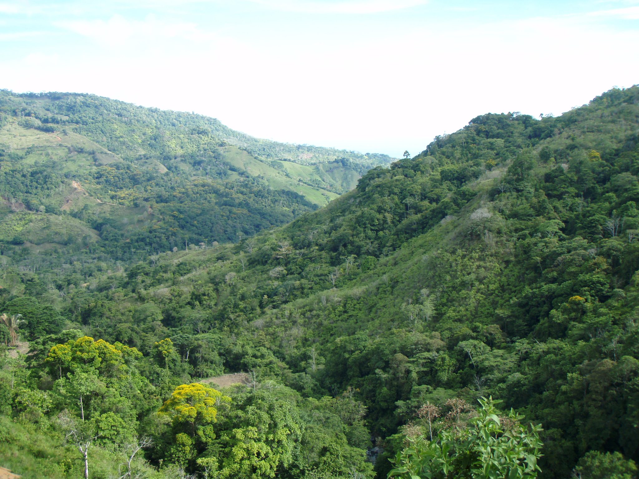 Ficheiro:View to steep forested mountain area on Mt Manucoco
