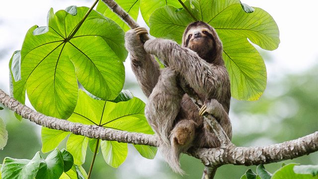 Sloth in Costa Rica