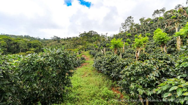 coffee plantation costa rica airbnb