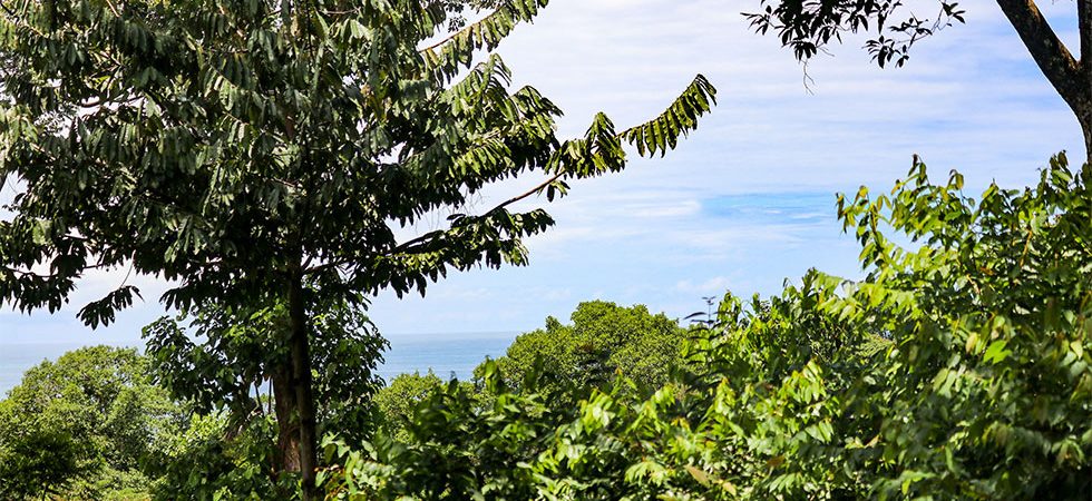 Lipstick Palm Home Site with Exquisite Rainforest and Ocean View