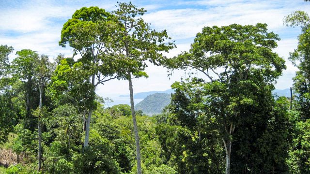 Private Rainforest Zones