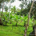 Tropical Fruit Trees