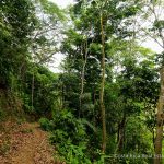 Rainforest Trails