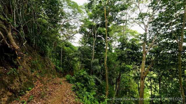 Rainforest Trails