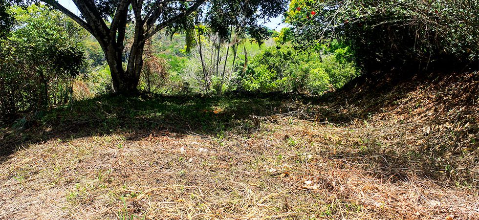 Open Lot with a Variety of Fruit Trees in the Mountains of Platanillo