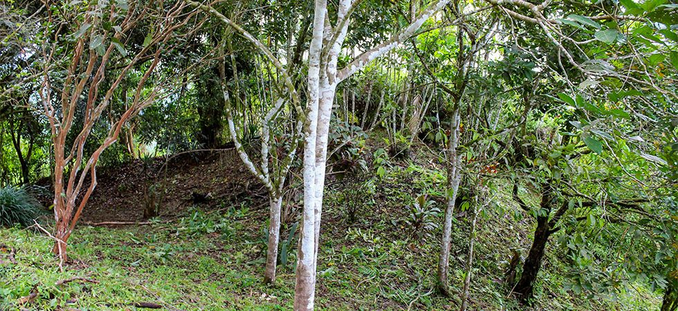 Open Lot with a Variety of Fruit Trees in the Mountains of Platanillo