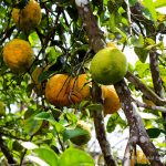 Tropical Citrus Trees