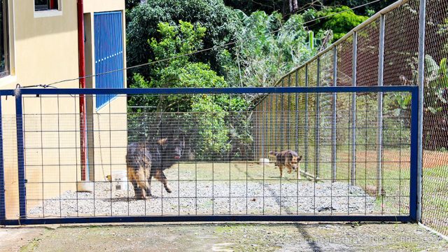 Fenced Yard Perfect for Pet Owners