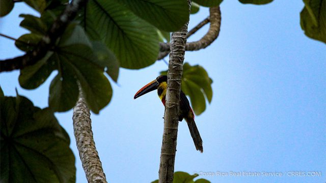 Tropical Birds of Costa Rica