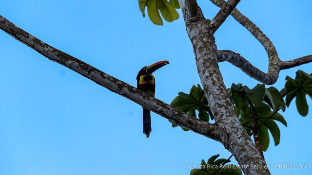 Tropical Birds of Costa Rica
