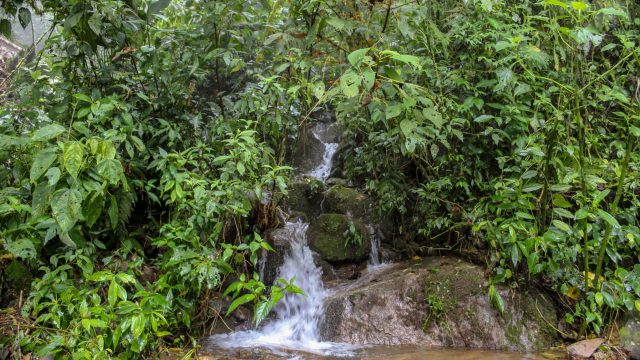 High Biodiversity