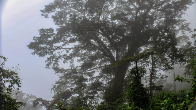 Mature Canopy