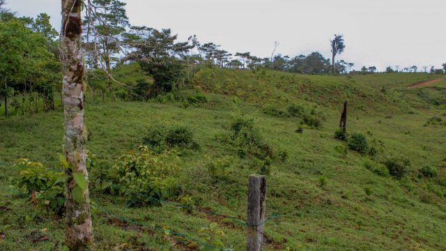 Open Pastures