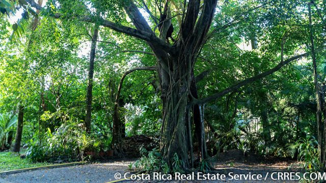 Large Canopy Cover