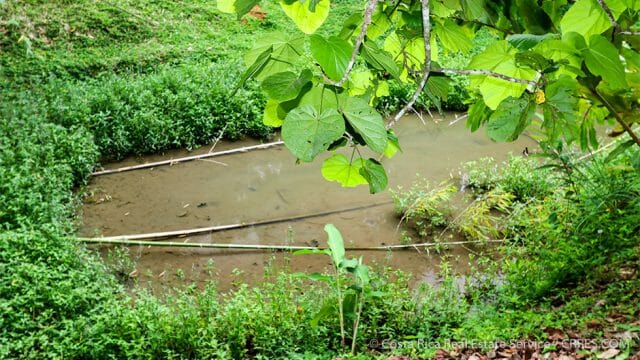 Tilapia Ponds