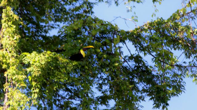 Birds Sighting