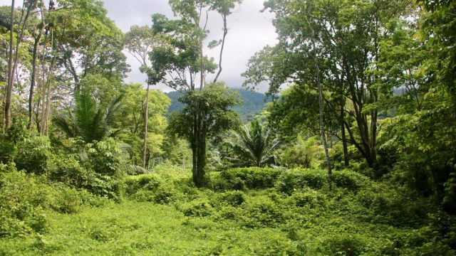 Hillside Property
