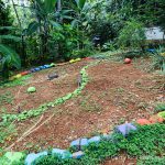 Organic Garden Area