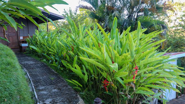 Manicured Cabina in Hatillo