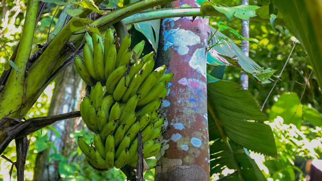 Organic Fruit Trees