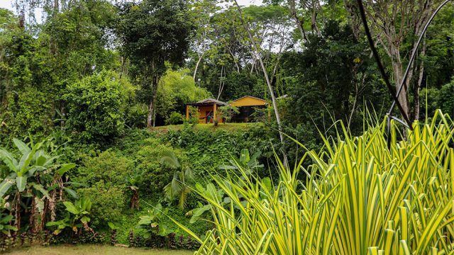 Rainforest Setting