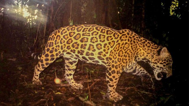 Amazing Wildlife