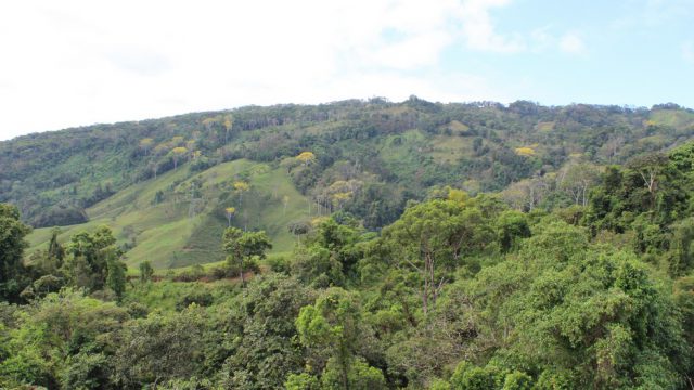Jungle Forested Views