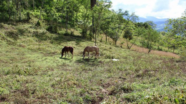 Horse Ranching Property in Costa Rica