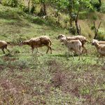 Functioning Sheep Farm in Costa Rica