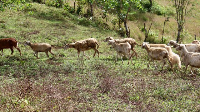 Functioning Sheep Farm in Costa Rica