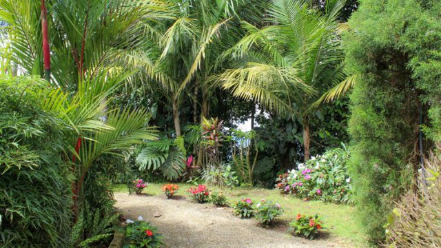 Tropical Landscaping