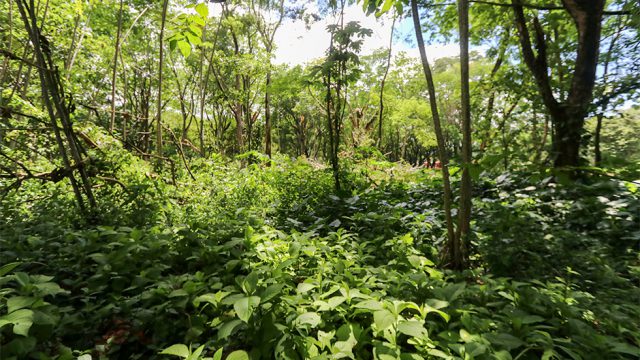 Subdividable Land in Uvita