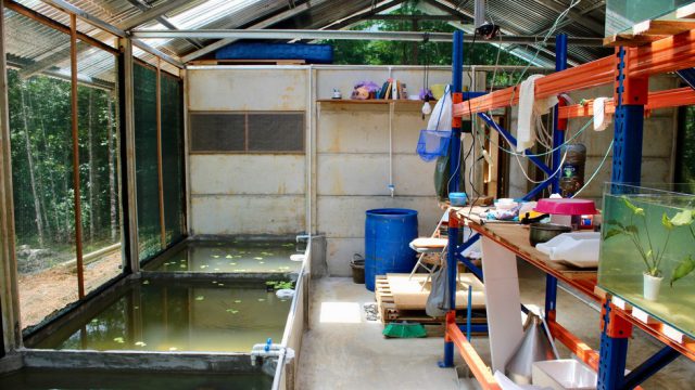 Fish Farming Nursery