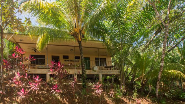 Lush Rainforest Setting