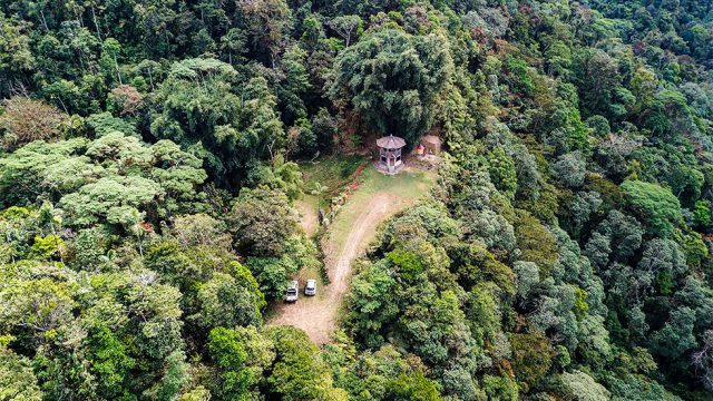 Jungle Landscape Privacy