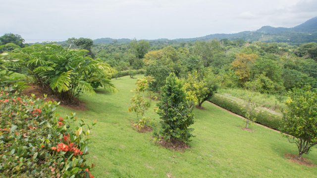 Shrub Trees