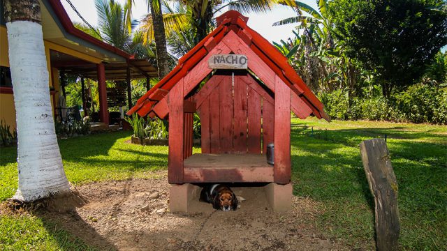 2 Large Dog Houses