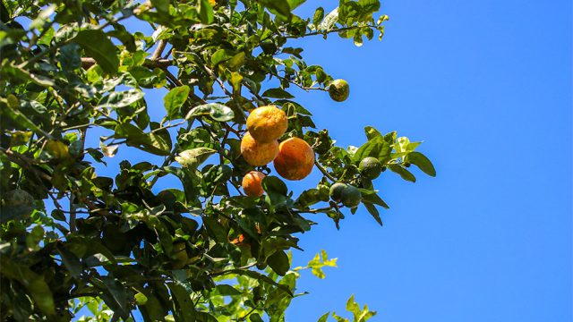 Mature Fruiting Trees