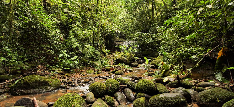 Beautiful Rainforest Lot Near Tinamastes with a Freshwater Creek