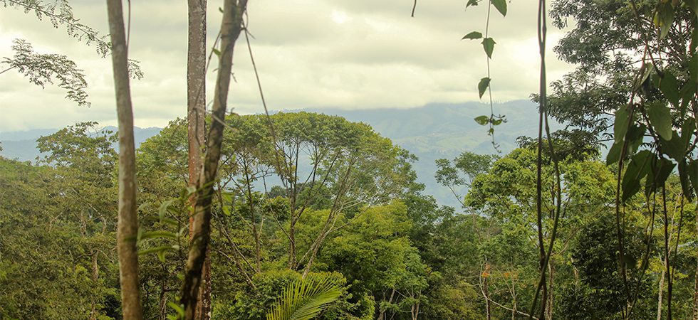 Beautiful Rainforest Lot Near Tinamastes with a Freshwater Creek