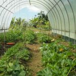 Fuente Verde Organic Farm Community