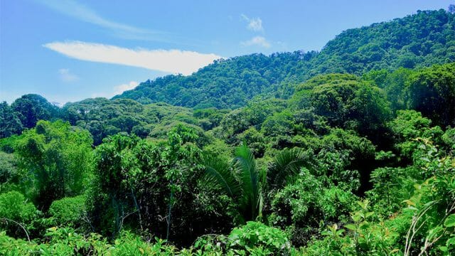 Lush Rainforest Setting