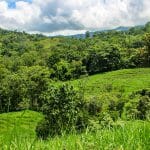 142 Acres Near Hatillo