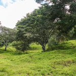 Lush Rolling Hills