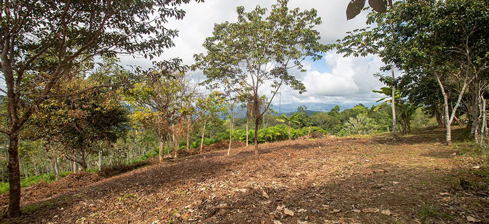 11+ Acres with Ocean View and Multiple Building Sites in San Salvador
