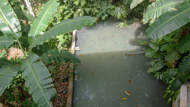 Tilapia Pond