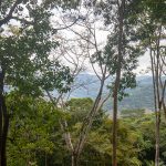 Rainforest Views