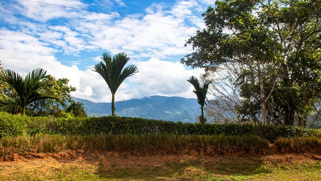 Perfect Climate in Platanillo