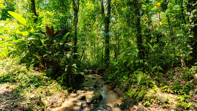 Lush Rainforest Setting