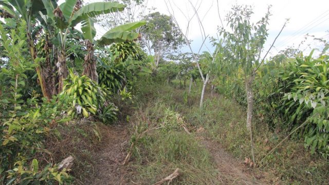 Coffee Plants & Fruit Trees
